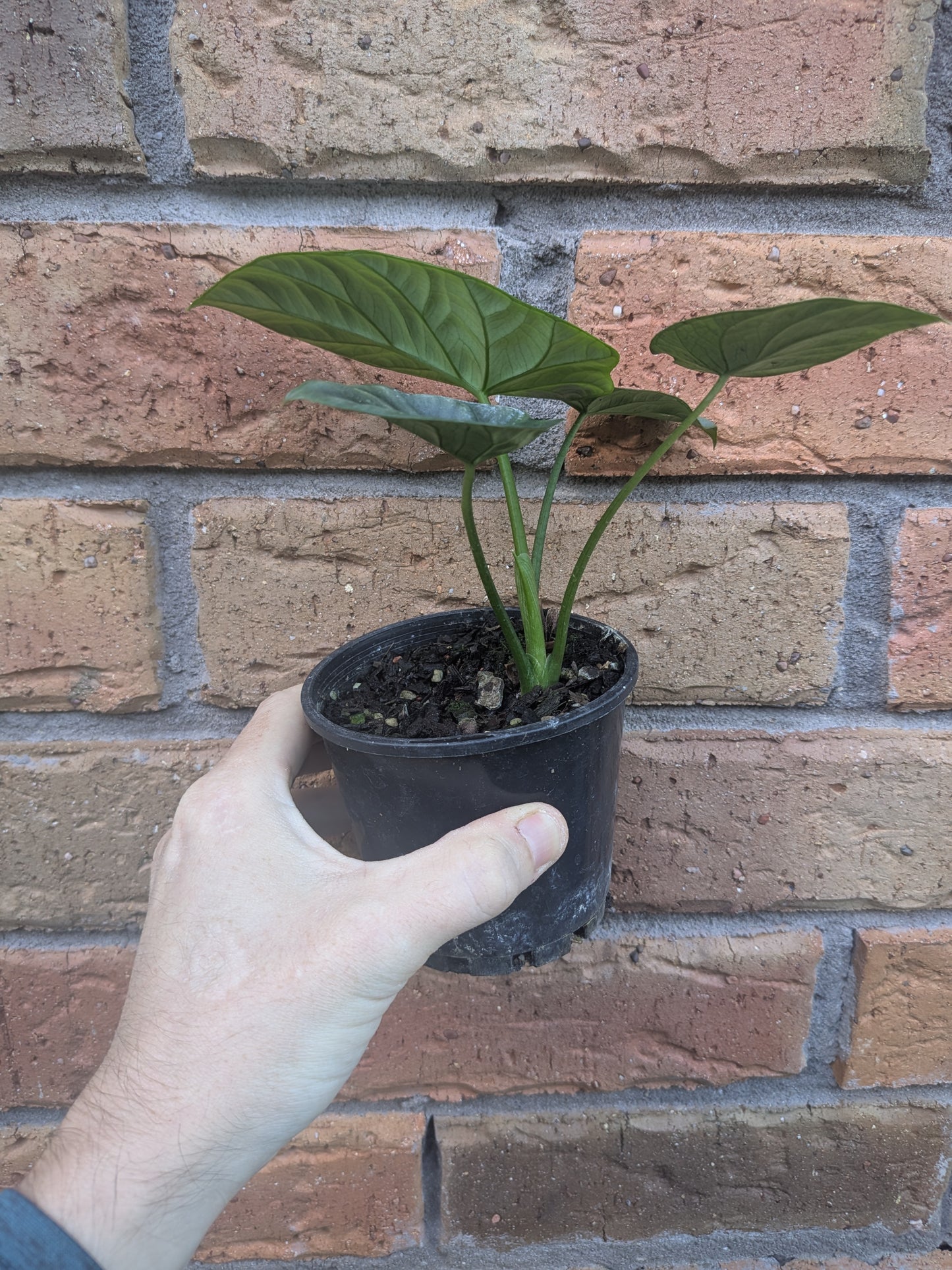Alocasia Sinuata
