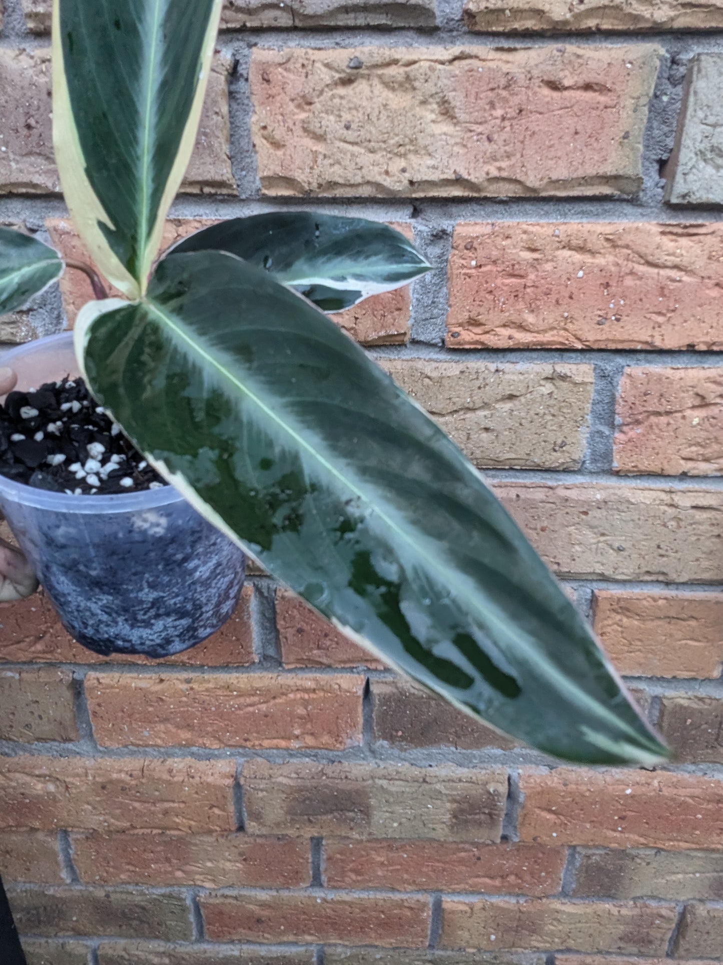 Stromanthe Tricolour