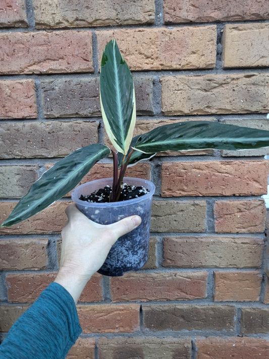 Stromanthe Tricolour