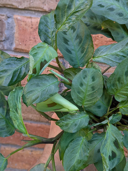 Maranta Kerchovenia